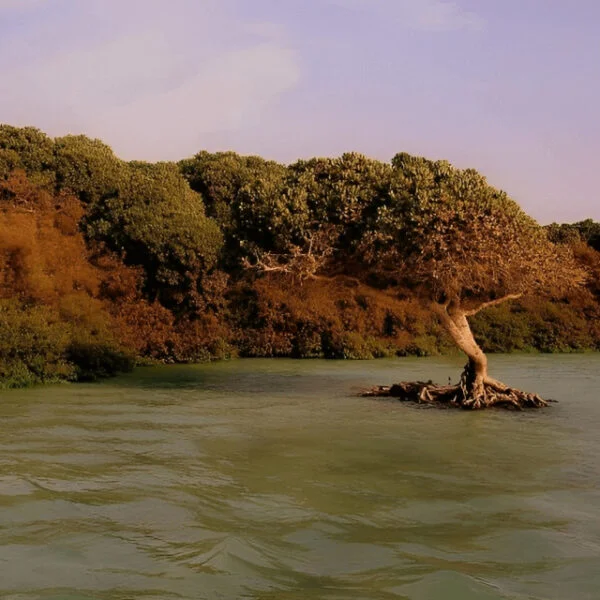 Kamaran Island mangrove 1 600x600