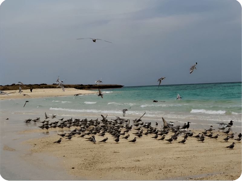 الجزر-الطواق (1)