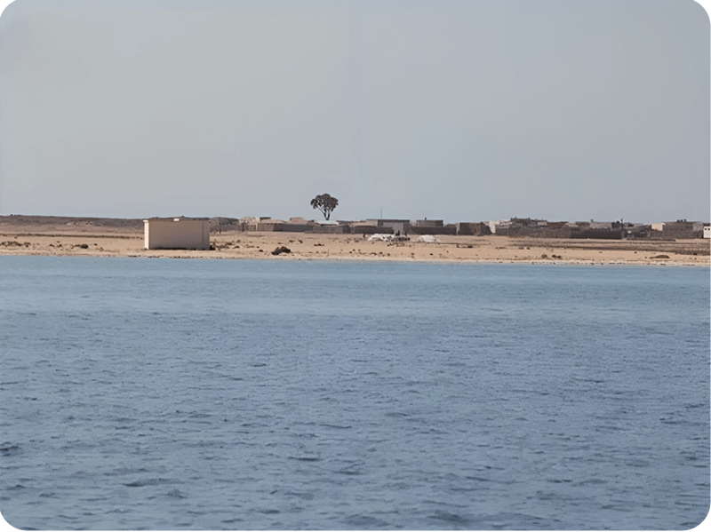 الجزر-الفشت (1)