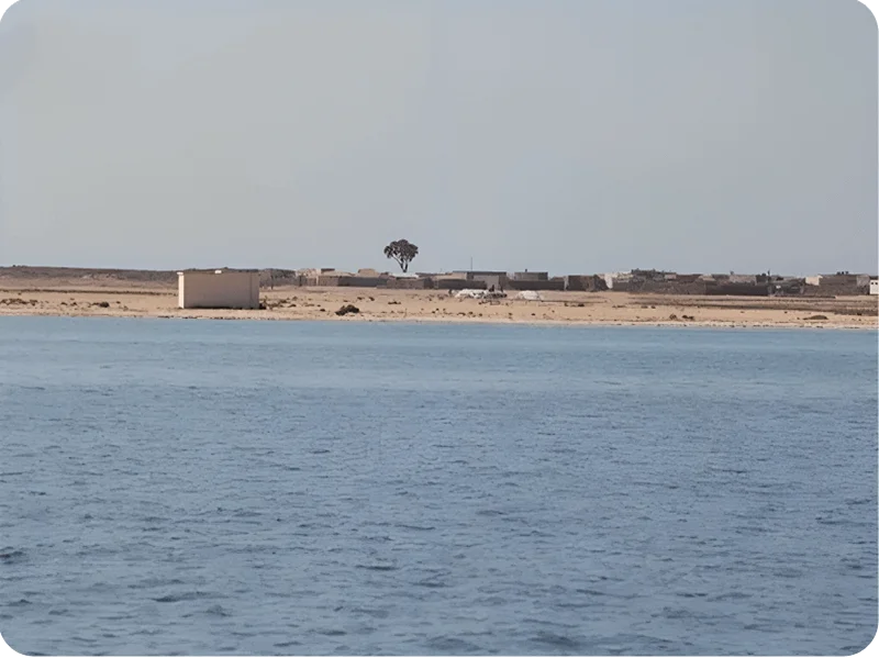 الجزر-الفشت (1) الجزر-الفشت (1)