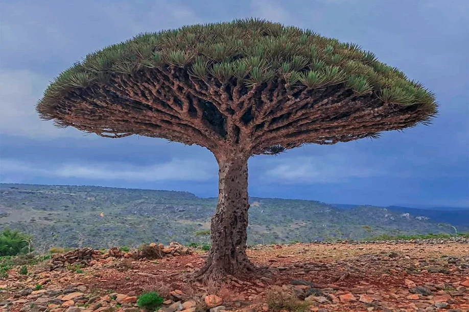 سقطرى اليونسكو